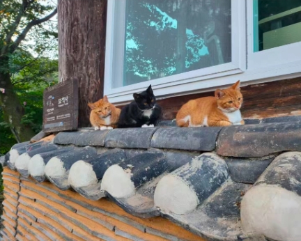 KakaoTalk_20251117_103835874.jpg 이미지